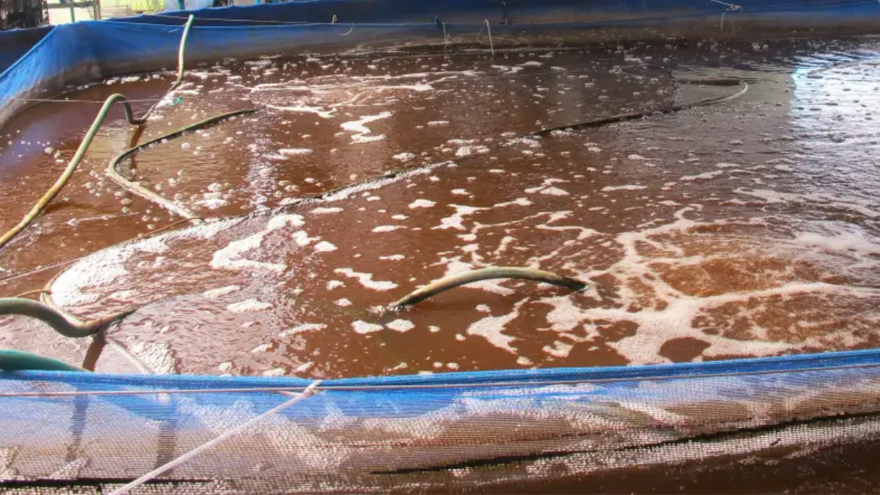 Teknologi Bioflok: Rahasia Kolam Ikan yang Hemat