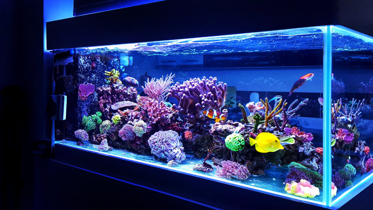 Ikan yang Cocok untuk Aquascape: Bukan Sekadar Cantik, tetapi Juga Serasi