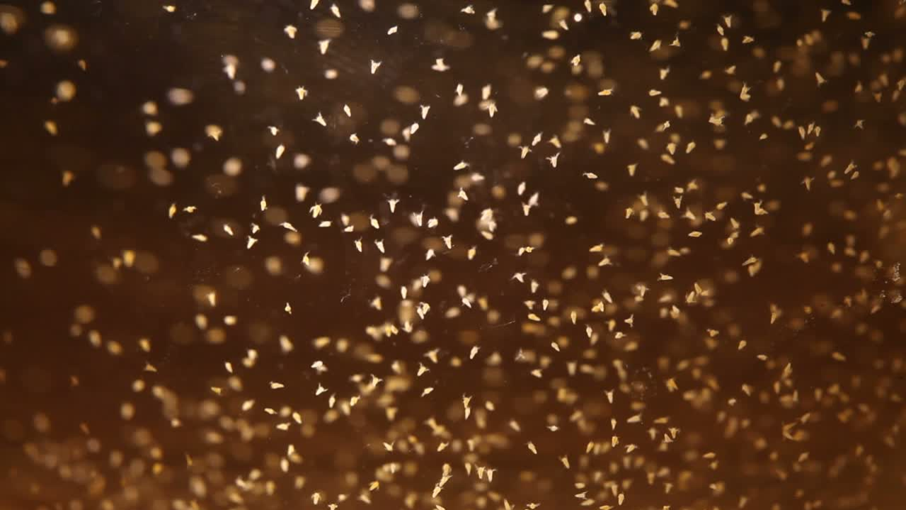 Cara Mendapatkan Hatching Artemia yang Cepat dan Stabil