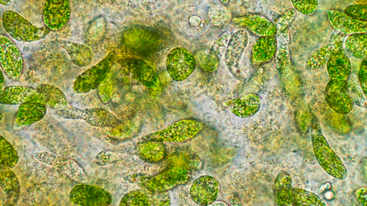 Plankton Bloom: Sahabat yang Bisa Berubah Menjadi Ancaman