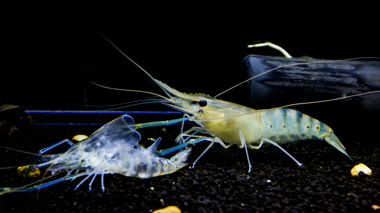 Rahasia di Balik Ganti Baju Udang: Mengenal Proses Molting