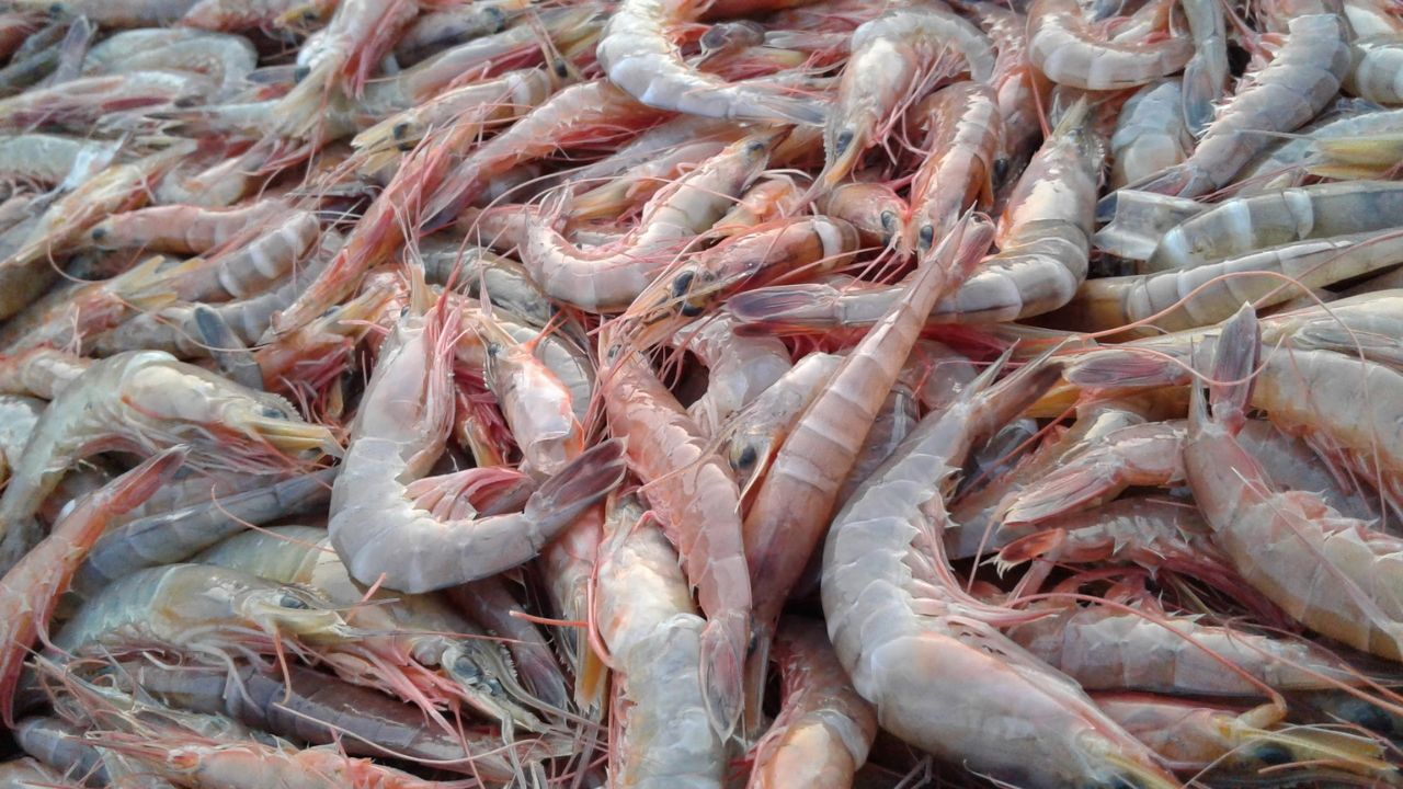 Udang Vaname Diam di Dasar: Normal atau Tanda Masalah?