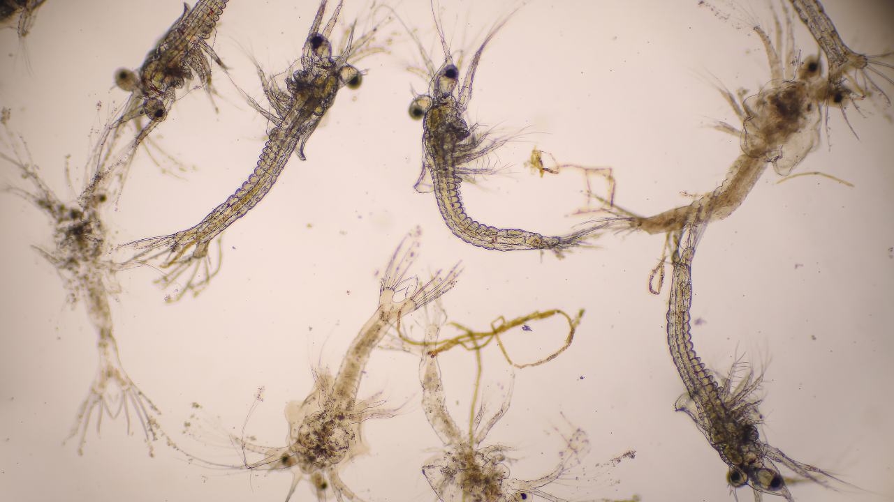 Uji Bolitas dan PCR: Standar Kualitas Benur Udang